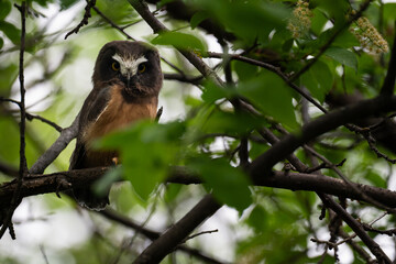 Saw whet owl young in Alberta, Canada