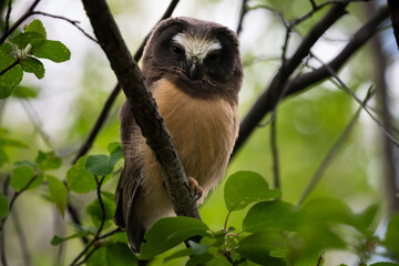 Saw whet owl young in Alberta, Canada