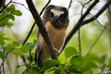 Saw whet owl young in Alberta, Canada