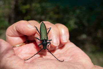 Moschusbock auf Hand