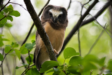 Fototapeta premium Saw whet owl young in Alberta, Canada