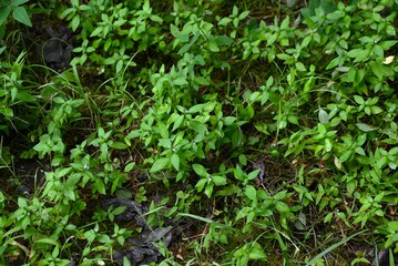 Justicia procumbens flowers. Acanthaceae annual plants. Grows in slightly damp places and produces small, lip-shaped, pale reddish-purple flowers in summer.