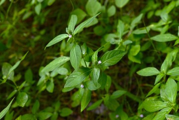 Justicia procumbens flowers. Acanthaceae annual plants. Grows in slightly damp places and produces small, lip-shaped, pale reddish-purple flowers in summer.