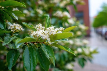 Charming petite Photinia tree adorned with green foliage and blooms in an urban setting