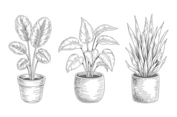 Elegant indoor potted foliage set in vintage engraving style. Hand drawn tropical potted plant in sketch style.
