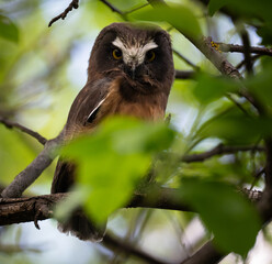 Saw whet owl young in Alberta, Canada