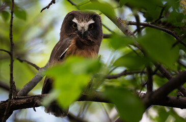Saw whet owl young in Alberta, Canada