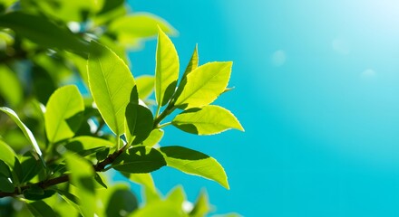 Obraz premium Close up fresh green leaves sunlight sky