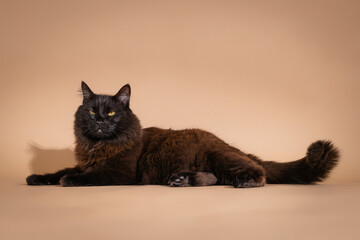 black fluffy cat licking on a beige background