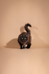 black fluffy cat licking on a beige background