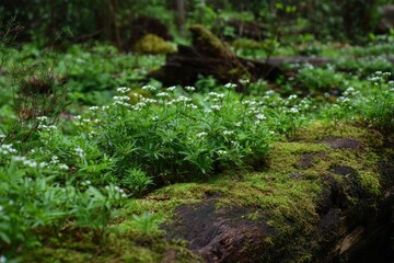 Obraz premium lively woodland ground and sweet woodruff