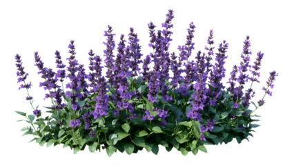Blooming salvia plants with vibrant purple flowers and lush green leaves, beauty on transparent background