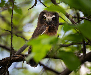Saw whet owl young in the Canadian wilderness