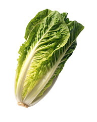 Fresh romaine lettuce head, vibrant green leaves, healthy eating on transparent background