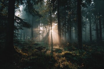 Obraz premium misty dawn in the woods