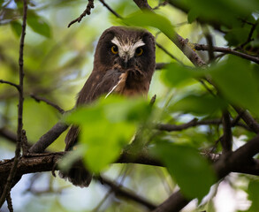 Saw whet owl young in the Canadian wilderness
