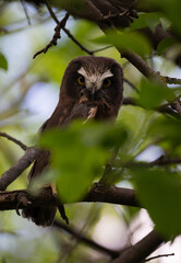 Saw whet owl young in the Canadian wilderness