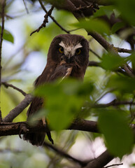 Saw whet owl young in the Canadian wilderness