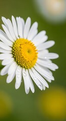 Fototapeta premium Close-up shot of a daisy flower with white petals and a yellow center, adorned with water droplets, set against a blurred green background.