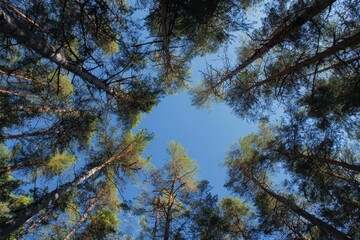 Fototapeta premium perspective of the blue sky from within the woods