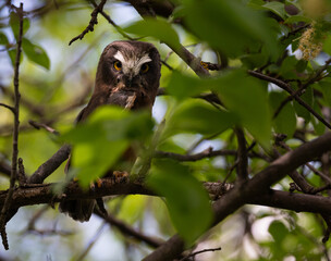 Saw whet owl young in the Canadian wilderness