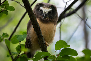 Saw whet owl young in the Canadian wilderness