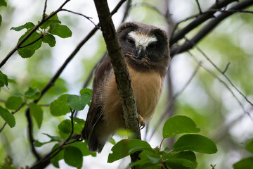 Saw whet owl young in the Canadian wilderness