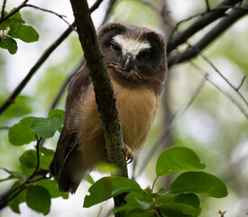 Saw whet owl young in the Canadian wilderness