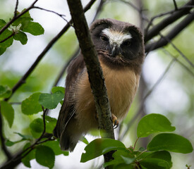Saw whet owl young in the Canadian wilderness