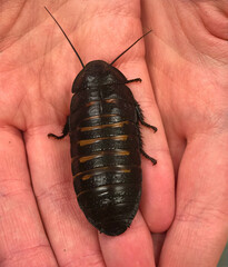 Madagascar Hissing Cockroach in Hand