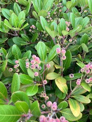 実がなる植物と葉