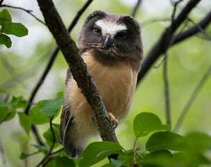 Saw whet owl young in the Canadian wilderness