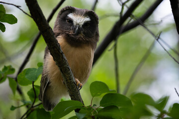 Saw whet owl young in the Canadian wilderness