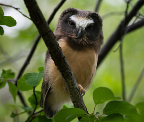 Saw whet owl young in the Canadian wilderness