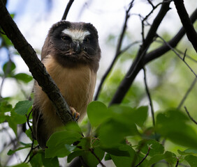 Saw whet owl young in the Canadian wilderness