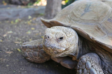 Obraz premium Sulcata Tortoise on Ground