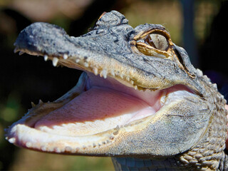 Juvenile Crocodile with Open Mouth