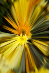 yellow flower background