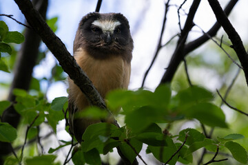 Fototapeta premium Saw whet owl young in the Canadian wilderness