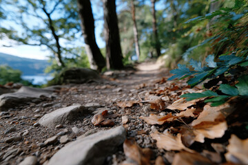 A close-up view of a nature pathway surrounded by lush trees and fallen leaves, providing an inviting trail that beckons outdoor lovers to explore the serene wilderness.