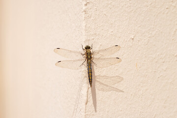 close-up image captures a dragonfly poised gracefully against a pale, textured wall. Its...