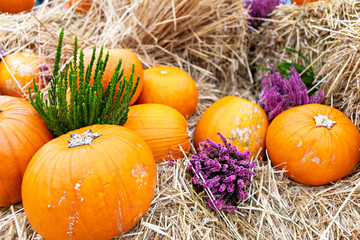 Freshly harvested pumpkins on a bed of straw ready for sale at a local farmers market
