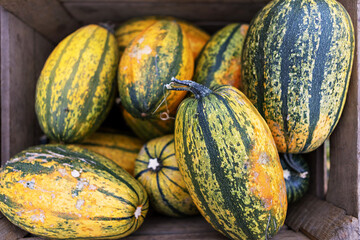 A rustic wooden crate overflowing with vibrant striped pumpkins and gourds of various sizes