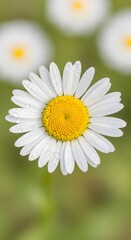 Obraz premium Close-up of a bright white daisy with a yellow center, adorned with water droplets, set against a soft green background.