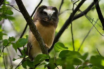Saw whet owl young in the Canadian wilderness