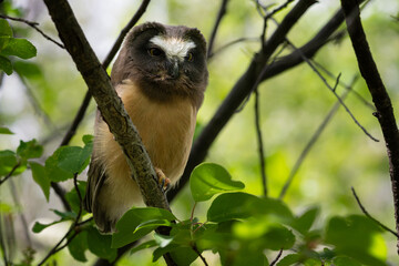 Saw whet owl young in the Canadian wilderness