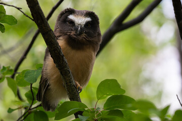 Saw whet owl young in the Canadian wilderness