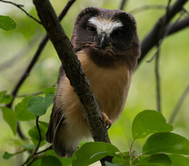 Saw whet owl young in the Canadian wilderness