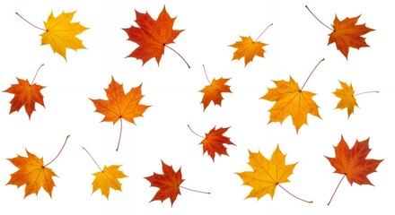 Beautiful autumn maple leaves scattered on white background, fall foliage collection in warm orange yellow red colors for seasonal design projects