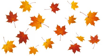 Fototapeta premium Autumn maple leaves arrangement on white background, fall season foliage in golden orange and red tones for thanksgiving and seasonal marketing